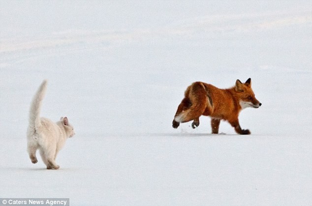 Con cáo tuy to lớn hơn, nhưng khi thấy thái độ dữ tợn của chú mèo, nó sợ hãi tìm đường tẩu thoát.
